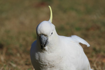 wild cockatoo on ground