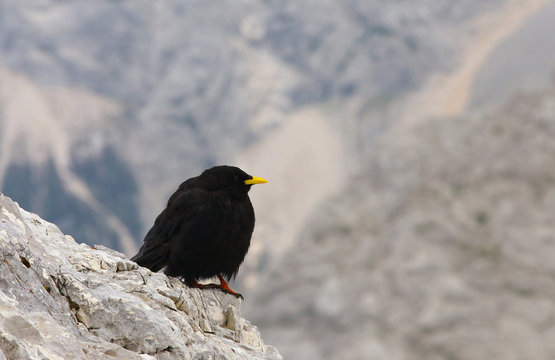 Chough standing on the limestone rock