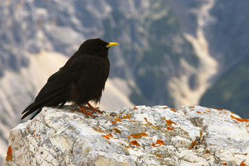 Chough standing on the limestone rock