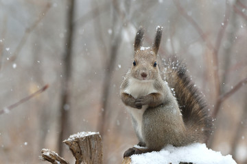 Obraz premium 雪の日