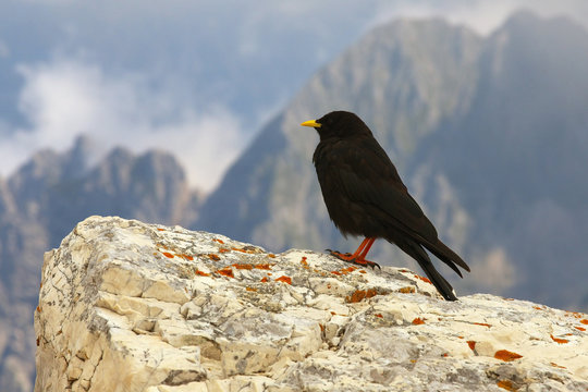 Chough standing on the limestone rock with mountais on background