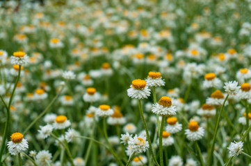 White and yellow chamomile flowers on a field, meadow