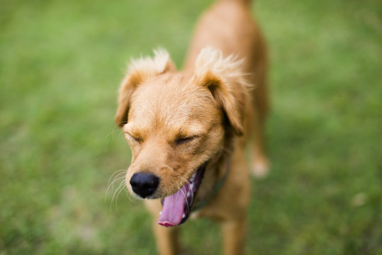 Soft focus on Dog face. Funny dog yawns open mouth.