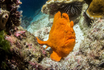 Frog fish at Isla de Coco