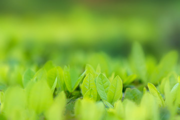 Leaves blur Fresh green grass (shallow dof) Natural green plants landscape using as a background or wallpaper