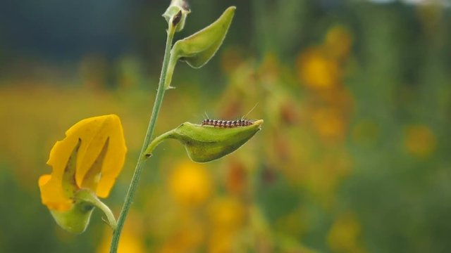 Caterpillar crawling on Sunn hemp or Crotalaria juncea flower