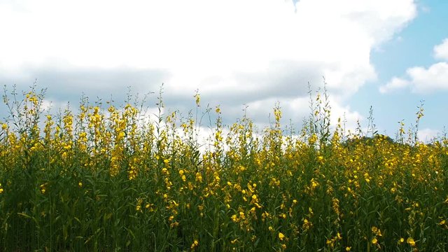 Growing the Sunn hemp or Crotalaria juncea in field