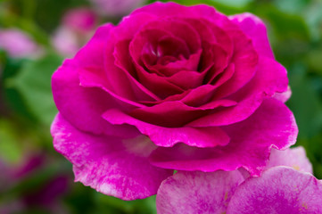 Bright pink rose flower