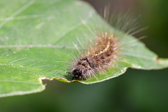 Image of Hairy caterpillar (Eupterote testacea) on green leaves. Insect Animal
