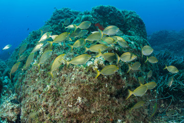 school of sarpa salpa goldline fish