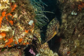 Cercles muraux Plage de Palombaggia, Corse black grouper fish