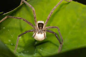 Image of Four-spotted Nursery Web Spider and spider eggs (Sphedanus quadrimaculatus) on a green leaf. Insect, Animal.