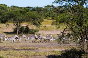 Fototapeta na wymiar Great migration in Serengeti. Africa