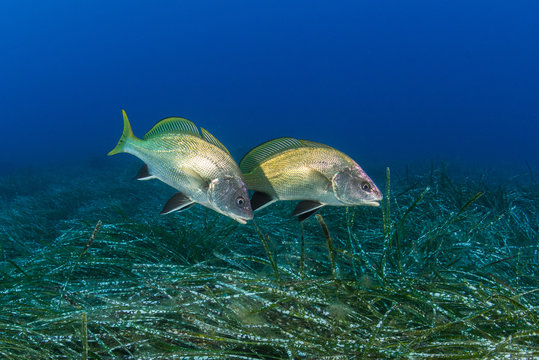 two dark corb fish over a field of sea weed