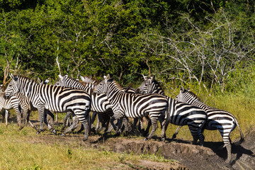 Fototapeta na wymiar Big group of zebras in african savanna. Tanzania