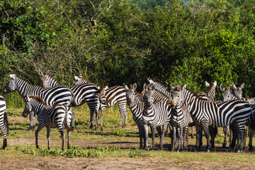 Fototapeta na wymiar Herd of zebras in Serengeti. Tanzania, Africa