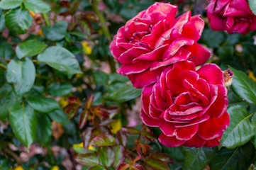 Colorful rose flowers