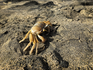 Atlantic Ghost Crab on sand beach in Boa Vista, Cape Verde