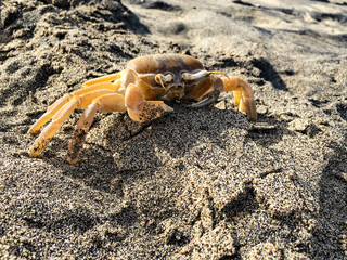 Atlantic Ghost Crab on sand beach in Boa Vista, Cape Verde