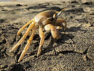 Atlantic Ghost Crab on sand beach in Boa Vista, Cape Verde