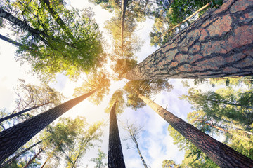 green forest in spring