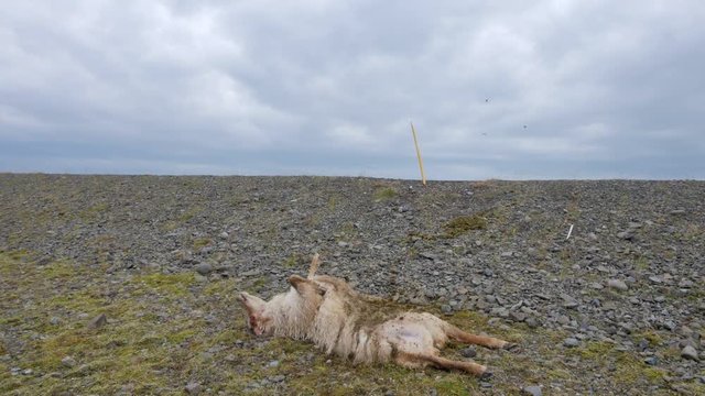 dead sheep laying at the side of the road Icelandic rettir