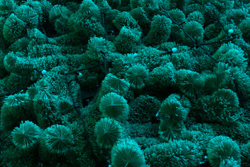 Blue spruce, green spruce, Colorado blue spruce,