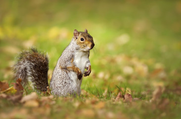 Alert cute gray squirrel standing on its hind legs whilst feeding in the field of grass covered with autumn leaves in Hyde Park, London, UK. Urban wildlife.