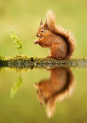 Reflection of a red squirrel, Sciurus vulgaris, UK