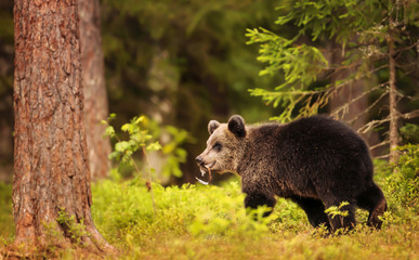 Brown Bear cub walking in the woods with a piece of wood in it's mouth, summer in Finland. Young animals and their interesting behavior.