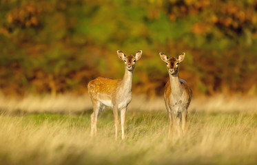 Two fallow deer does in the field of grass against colourful autumnal background, UK. Animals in autumn.