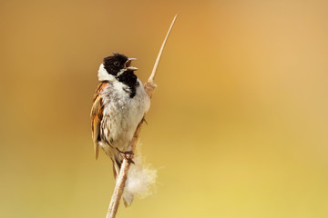 Male common reed bunting singing while perched on a reed in Rainham marshes nature reserve against bright yellow background, UK.