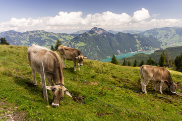 Fototapeta na wymiar Swiss landscapes with cows