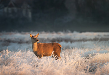 Red Deer hind covered with frost and snow during sunrise, UK. Animals on a cold winter morning and the first golden light.