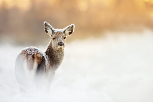 Red Deer hind covered with frost and snow during sunrise, UK. Animals on a cold winter morning and the first golden light.