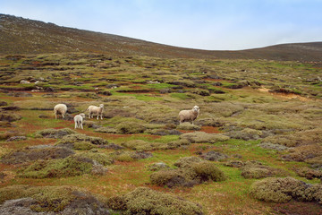 Flock of grazing sheep in the hills 