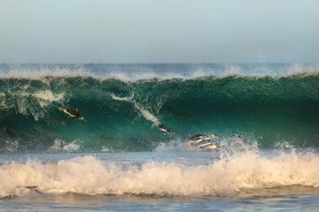 Gentoo penguins diving in big waves on the coast of Falkland islands. 
