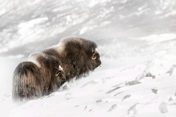 Two big musk ox males standing in the snow in the Dovrefjell mountains, Norway.