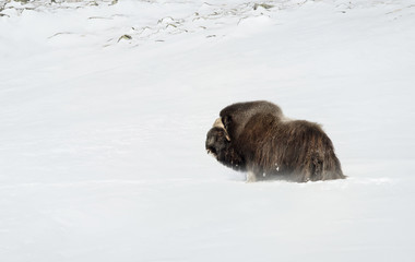 Impressive male musk ox standing in a deep snow in the mountains of Dovrefjell, Norway. Animals in winter.
