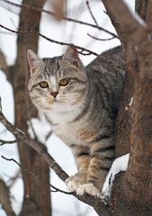 Young  gray tabby cat  on tree branches