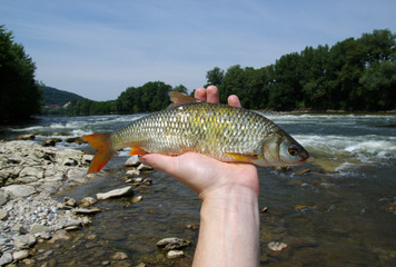 Obraz premium fish in the hand