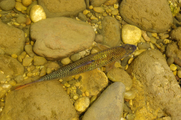 fish in the river
