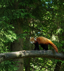  red panda in a tree