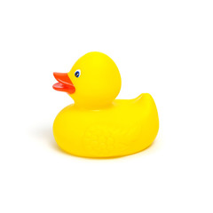 Yellow rubber duck on white
