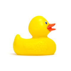 Yellow rubber duck on white