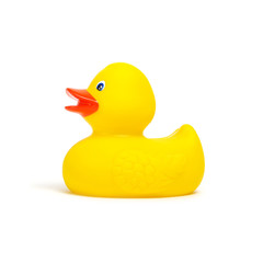 Yellow rubber duck on white