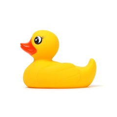 Yellow rubber duck on white