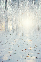  Winter forest on sun