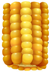 Sweet corn on the cob