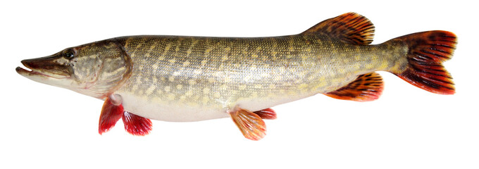  Pike isolated on white